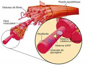 Plasma Muscle